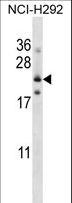 FOLR3 Antibody - FOLR3 Antibody western blot of NCI-H292 cell line lysates (35 ug/lane). The FOLR3 antibody detected the FOLR3 protein (arrow).