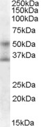 FOXA1 Antibody - Antibody (0.3 ul/ml) staining of HepG2 cell lysate (35 ug protein in RIPA buffer). Primary incubation was 1 hour. Detected by chemiluminescence.
