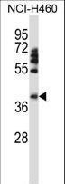 FOXD1 Antibody - FOXD1 Antibody western blot of HepG2 cell line lysates (35 ug/lane). The FOXD1 antibody detected the FOXD1 protein (arrow).