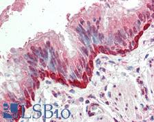 FOXI3 Antibody - Huhuman Bronchus: Formalin-Fixed, Paraffin-Embedded (FFPE)