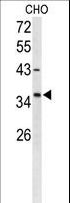 FOXL1 Antibody - Western blot of FOXL1 Antibody in CHO cell line lysates (35 ug/lane). FOXL1 (arrow) was detected using the purified antibody;