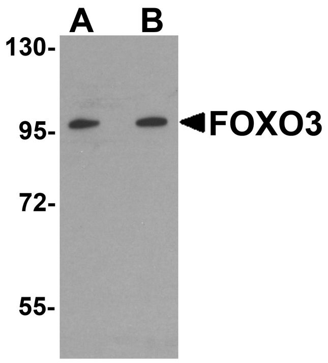 FOXO3 / FOXO3A Antibody - Western blot analysis of FOXO3 in A-20 cell lysate with FOXO3 antibody at (A) 0.5 and (B) 1 ug/ml.