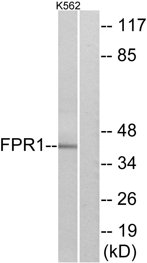 FPR1 / FPR Antibody - Western blot analysis of Anti-FPR1 antibody (LS-B4873 at 1:500 dilution; 30 µg of protein per lane). Lane 1: K562 cell lysate. Lane 2: K562 cell lysate, antibody pre-incubated with synthesized peptide. 
