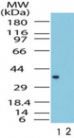 FPR1 / FPR Antibody - Western blot of FPR1 in the 1) absence and 2) presence of immunizing peptide in human liver lysate using antibody at 1 ug/ml.
