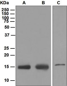 Fragilis / IFITM3 Antibody - Western blot analysis on (A) HeLa, (B) 293T, and (C) human placenta lysates using anti-IFITM3 antibody.