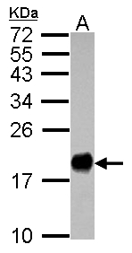 Fragilis / IFITM3 Antibody - Sample (30 ug of whole cell lysate) A: HeLa 15% SDS PAGE IFITM3 antibody diluted at 1:1000
