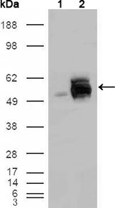 FRK Antibody - Western blot using FRK mouse monoclonal antibody against HEK293T cells transfected with the pCMV6-ENTRY control (1) and pCMV6-ENTRY FRK cDNA (2).