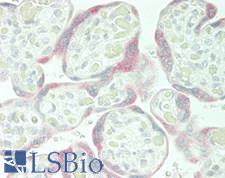FST / Follistatin Antibody - Human Placenta: Formalin-Fixed, Paraffin-Embedded (FFPE)