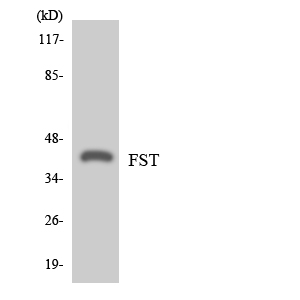 FST / Follistatin Antibody - Western blot analysis of the lysates from COLO205 cells using FST antibody.