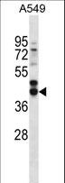 FST / Follistatin Antibody - FST Antibody western blot of A549 cell line lysates (35 ug/lane). The FST antibody detected the FST protein (arrow).