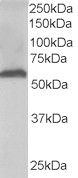 FTCD / 58K Golgi Protein Antibody - (0.03 ug/ml) Staining of Human Liver lysate (35 ug protein in RIPA buffer). Primary incubation was 1 hour. Detected by chemiluminescence.