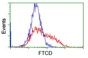 FTCD / 58K Golgi Protein Antibody - HEK293T cells transfected with either overexpress plasmid (Red) or empty vector control plasmid (Blue) were immunostained by anti-FTCD antibody, and then analyzed by flow cytometry.