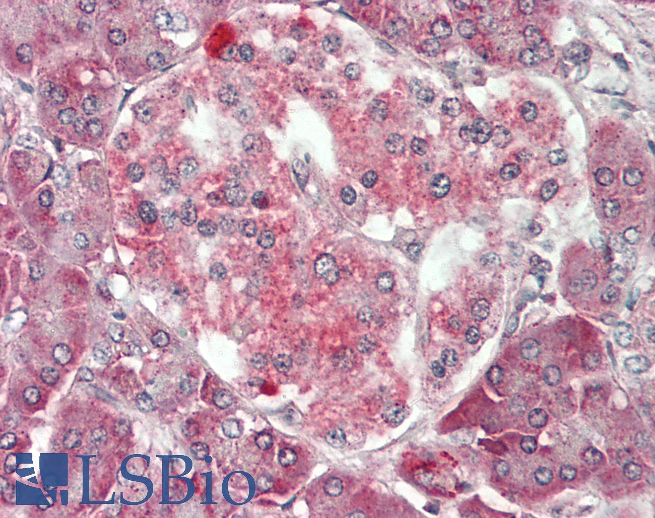 FUNDC2 Antibody - Human Pancreas: Formalin-Fixed, Paraffin-Embedded (FFPE).  This image was taken for the unconjugated form of this product. Other forms have not been tested.