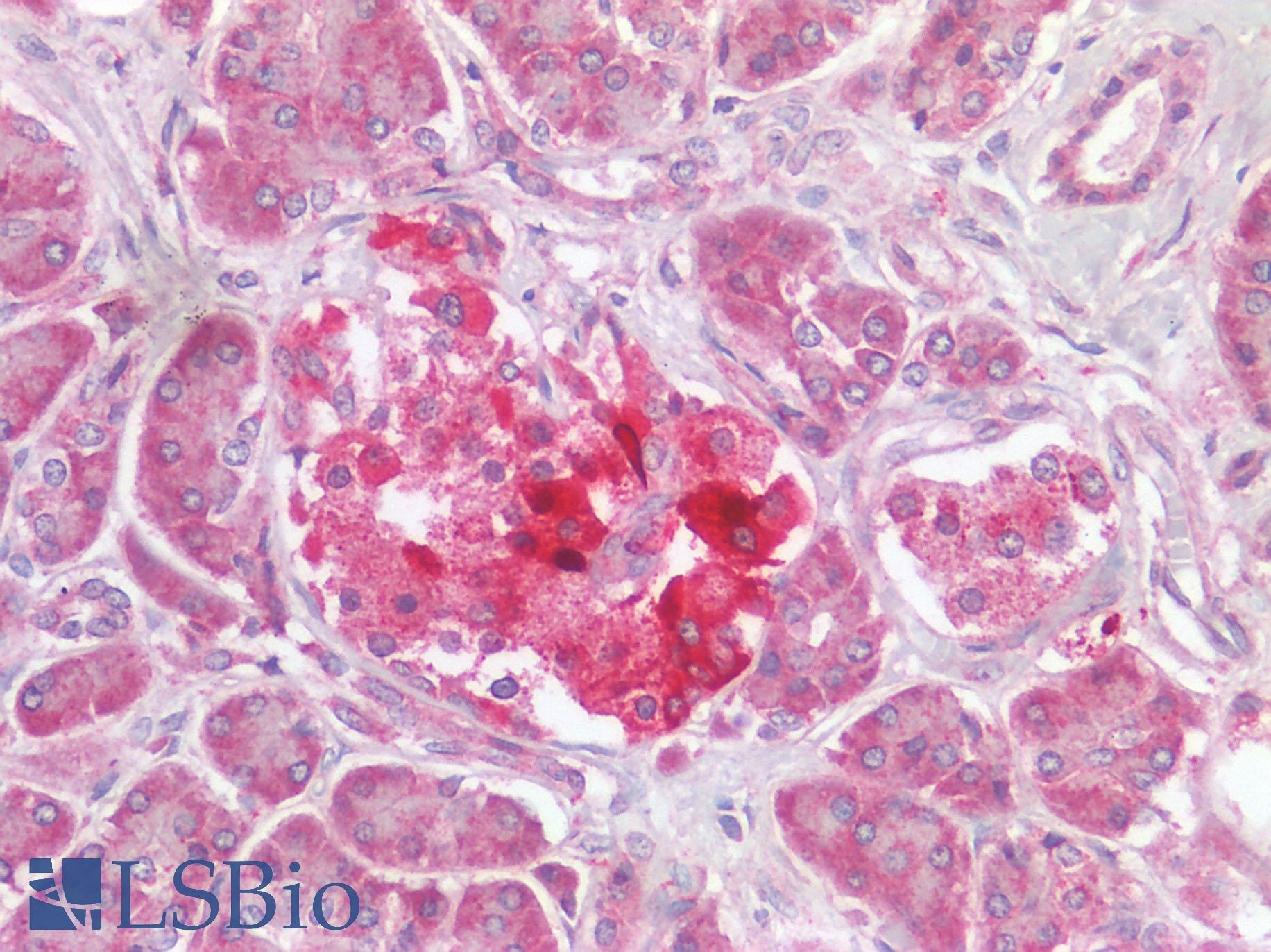 FURIN Antibody - Human Pancreas: Formalin-Fixed, Paraffin-Embedded (FFPE)