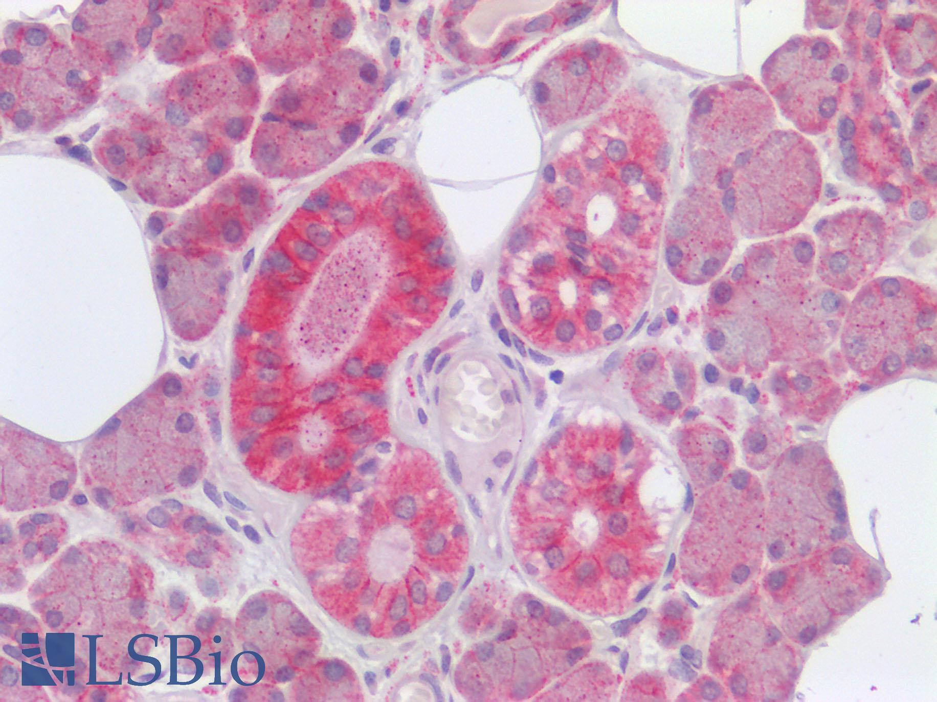 FURIN Antibody - Human Salivary Gland: Formalin-Fixed, Paraffin-Embedded (FFPE)