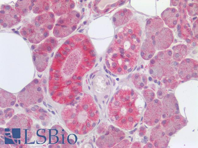 FURIN Antibody - Human Salivary Gland: Formalin-Fixed, Paraffin-Embedded (FFPE)