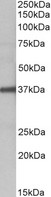 FUT2 / SE Antibody - FUT2 antibody (1 ug/ml) staining of Human Liver lysate (35 ug protein in RIPA buffer). Primary incubation was 1 hour. Detected by chemiluminescence.
