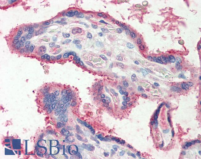 FUT2 / SE Antibody - Human, Placenta: Formalin-Fixed Paraffin-Embedded (FFPE)