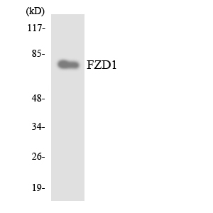 FZD1 / Frizzled 1 Antibody - Western blot analysis of the lysates from HT-29 cells using FZD1 antibody.