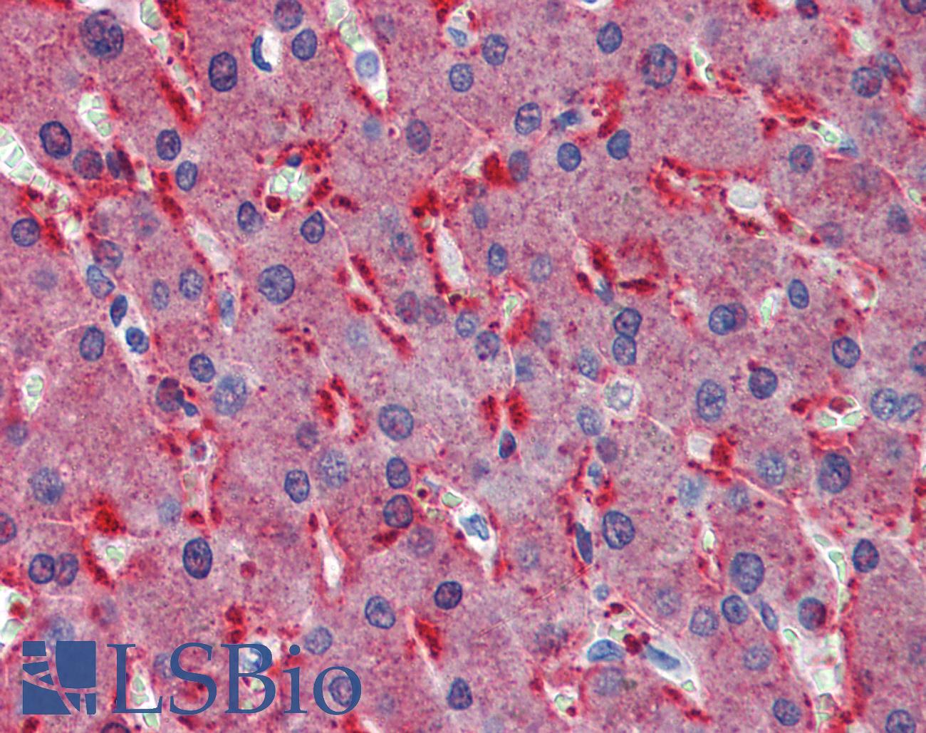 FZD2 / Frizzled 2 Antibody - Anti-Frizzled 2 antibody IHC of human liver. Immunohistochemistry of formalin-fixed, paraffin-embedded tissue after heat-induced antigen retrieval. Antibody concentration 2.5 ug/ml.