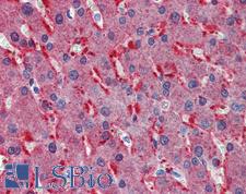 FZD2 / Frizzled 2 Antibody - Anti-Frizzled 2 antibody IHC of human liver. Immunohistochemistry of formalin-fixed, paraffin-embedded tissue after heat-induced antigen retrieval. Antibody concentration 2.5 ug/ml.