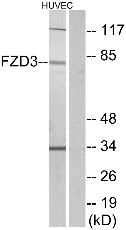 FZD3 / Frizzled 3 Antibody - Western blot analysis of lysates from HUVEC cells, using FZD3 Antibody. The lane on the right is blocked with the synthesized peptide.