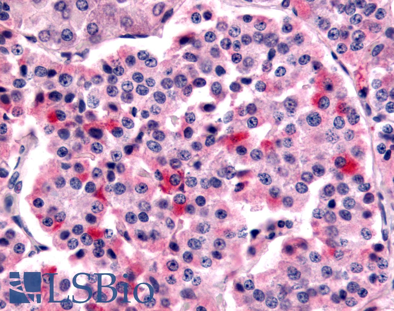 FZD5 / Frizzled 5 Antibody - Anti-FZD5 / Frizzled 5 antibody IHC of human pancreas. Immunohistochemistry of formalin-fixed, paraffin-embedded tissue after heat-induced antigen retrieval.