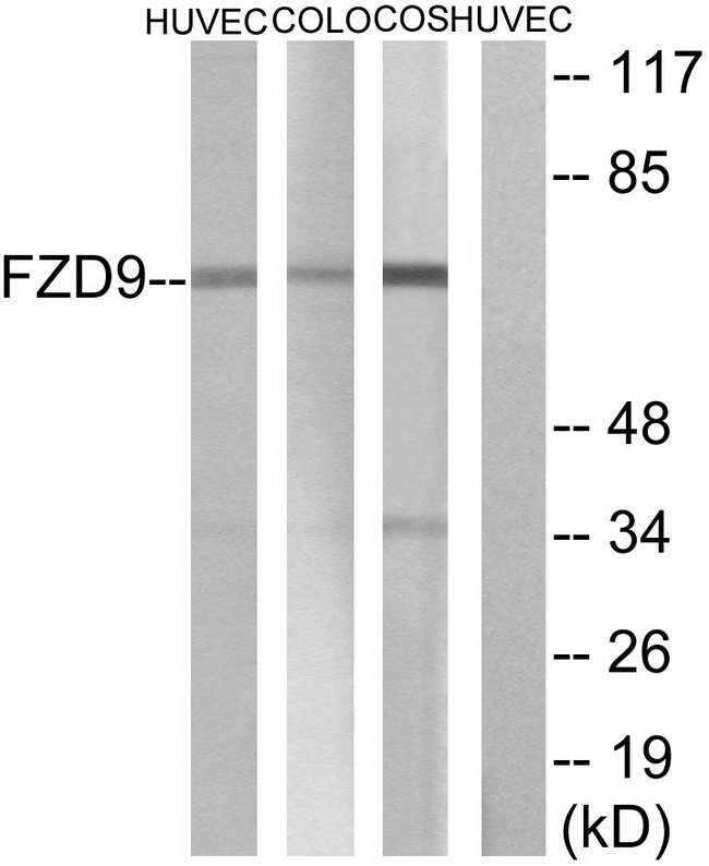 FZD9 / Frizzled 9 Antibody - Western blot analysis of lysates from HUVEC, COLO, and COS cells, using FZD9 Antibody. The lane on the right is blocked with the synthesized peptide.