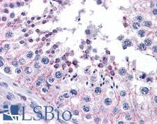 FZD9 / Frizzled 9 Antibody - Anti-FZD9 / Frizzled 9 antibody IHC of human testis. Immunohistochemistry of formalin-fixed, paraffin-embedded tissue after heat-induced antigen retrieval. Antibody concentration 5 ug/ml.