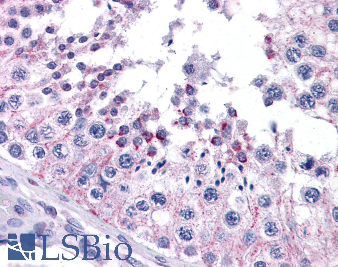 FZD9 / Frizzled 9 Antibody - Anti-FZD9 / Frizzled 9 antibody IHC of human testis. Immunohistochemistry of formalin-fixed, paraffin-embedded tissue after heat-induced antigen retrieval. Antibody concentration 5 ug/ml.