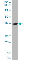 FZR1 Antibody - FZR1 monoclonal antibody, clone 4C4. Western blot of FZR1 expression in HeLa NE.