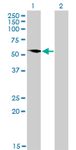 G3BP1 / G3BP Antibody - Western blot of G3BP expression in transfected 293T cell line by G3BP monoclonal antibody clone 2F3.