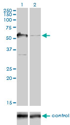 G3BP1 / G3BP Antibody - Western blot of G3BP over-expressed 293 cell line, cotransfected with G3BP Validated Chimera RNAi (Lane 2) or non-transfected control (Lane 1). Blot probed with G3BP monoclonal antibody clone 2F3. GAPDH ( 36.1 kD ) used as specificity and.