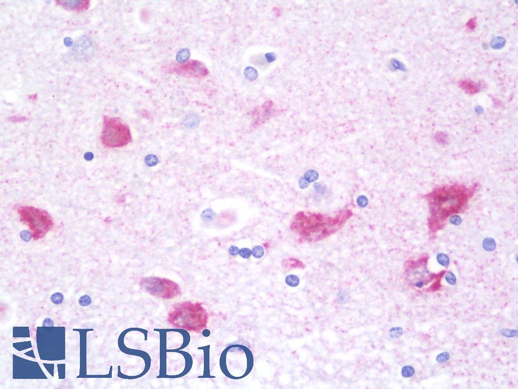 G3BP2 Antibody - Anti-G3BP2 antibody IHC staining of human brain, cortex. Immunohistochemistry of formalin-fixed, paraffin-embedded tissue after heat-induced antigen retrieval. Antibody dilution 1:100.