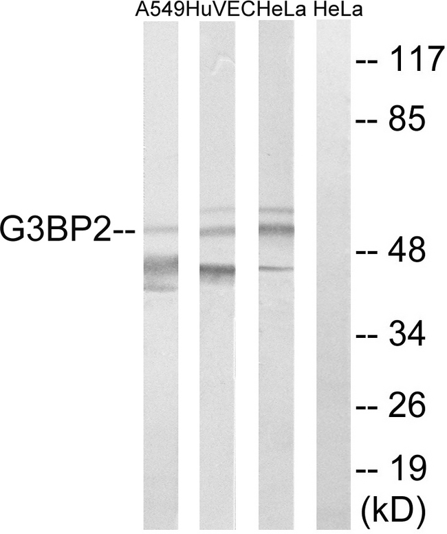 G3BP2 Antibody - Western blot analysis of lysates from HeLa, HUVEC, and A549 cells, using G3BP2 Antibody. The lane on the right is blocked with the synthesized peptide.