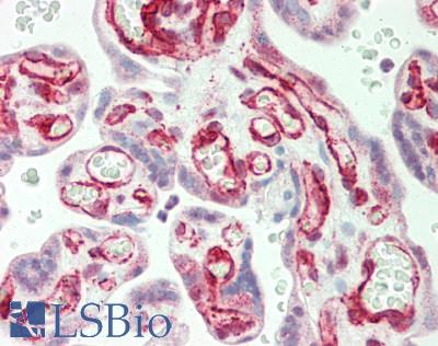 GAB2 Antibody - Human Placenta: Formalin-Fixed, Paraffin-Embedded (FFPE)