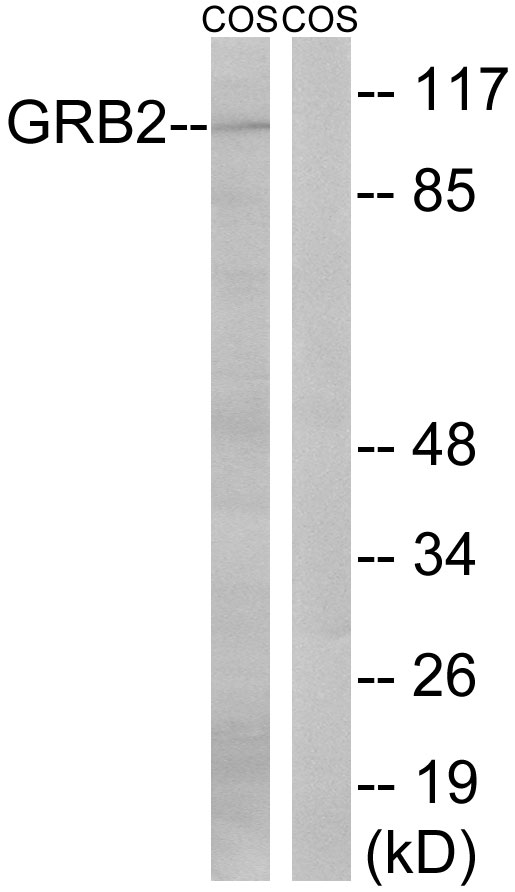 GAB2 Antibody - Western blot analysis of lysates from COS cells, using Gab2 Antibody. The lane on the right is blocked with the synthesized peptide.
