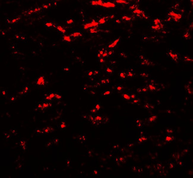 GABARAPL2 / ATG8 Antibody - Immunofluorescence of GABARAPL2 in rat brain tissue with GABARAPL2 antibody at 20 ug/mL.