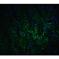 GABARAPL2 / ATG8 Antibody - Immunofluorescence of GABARAPL2 in mouse brain tissue with GABARAPL2 Antibodyat 20 µg/mL.