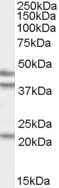 GABPB1 Antibody - GABPB2 antibody (0.5µg/ml) staining of HeLa cell lysate (35µg protein in RIPA buffer). Detected by chemiluminescence.