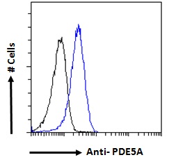 GABPB1 Antibody - Goat Anti-GABPB2 Antibody Flow cytometric analysis of paraformaldehyde fixed HEK293 cells (blue line), permeabilized with 0.5% Triton. Primary incubation 1hr (10ug/ml) followed by Alexa Fluor 488 secondary antibody (1ug/ml). IgG control: Unimmunized goat IgG (black line) followed by Alexa Fluor 488 secondary antibody.