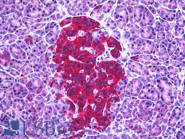 GAD / Glutamate Decarboxylase Antibody - Anti-Glutamate Decarboxylase antibody IHC of human pancreas, islets of Langerhans. Immunohistochemistry of formalin-fixed, paraffin-embedded tissue after heat-induced antigen retrieval. Antibody dilution 1:100.