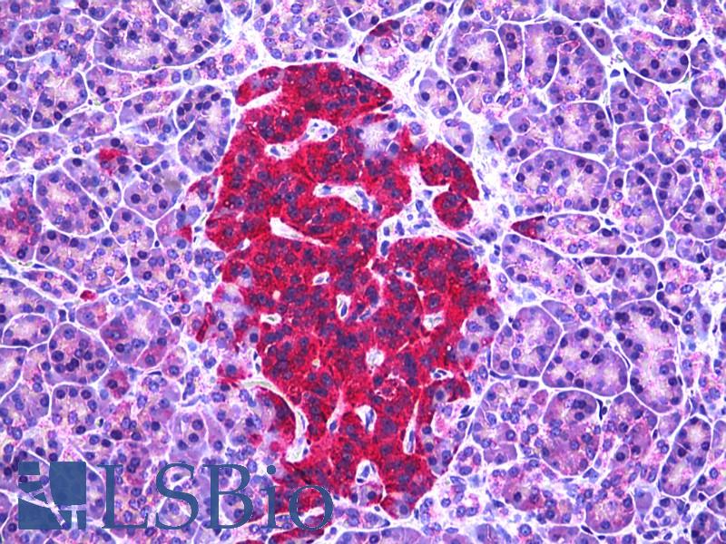 GAD / Glutamate Decarboxylase Antibody - Anti-Glutamate Decarboxylase antibody IHC of human pancreas, islets of Langerhans. Immunohistochemistry of formalin-fixed, paraffin-embedded tissue after heat-induced antigen retrieval. Antibody dilution 1:100.