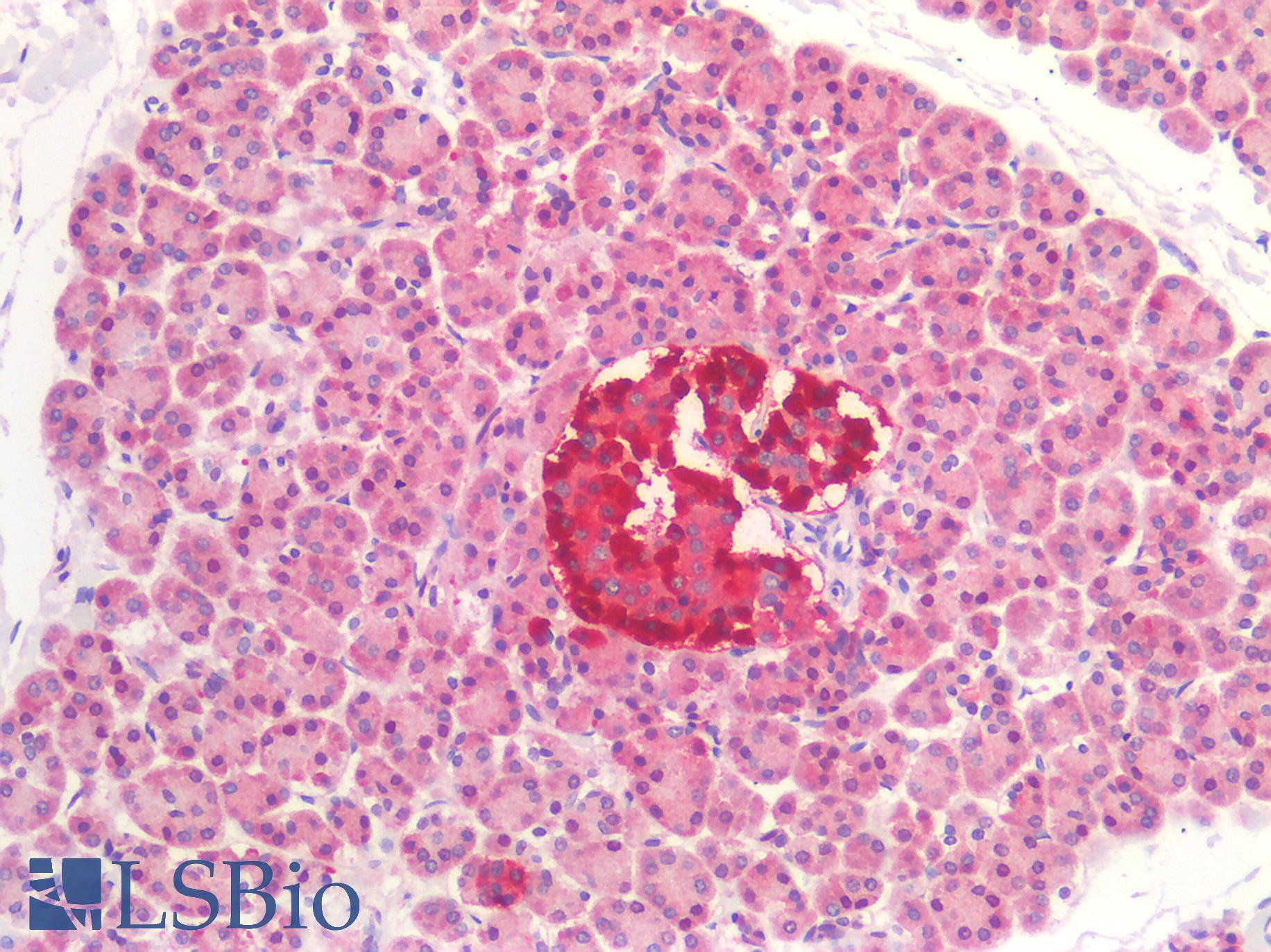 GAD65 Antibody - Human Pancreas: Formalin-Fixed, Paraffin-Embedded (FFPE)