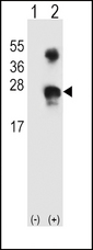 GADD45A / GADD45 Antibody - Western blot of GADD45A (arrow) using rabbit polyclonal GADD45A Antibody. 293 cell lysates (2 ug/lane) either nontransfected (Lane 1) or transiently transfected (Lane 2) with the GADD45A gene.