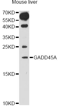 GADD45A / GADD45 Antibody - Western blot analysis of extracts of mouse liver, using GADD45A antibody at 1:1000 dilution. The secondary antibody used was an HRP Goat Anti-Rabbit IgG (H+L) at 1:10000 dilution. Lysates were loaded 25ug per lane and 3% nonfat dry milk in TBST was used for blocking. An ECL Kit was used for detection and the exposure time was 90s.
