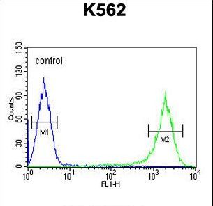 GAGE7 Antibody - GAGE7 Antibody flow cytometry of K562 cells (right histogram) compared to a negative control cell (left histogram). FITC-conjugated goat-anti-rabbit secondary antibodies were used for the analysis.