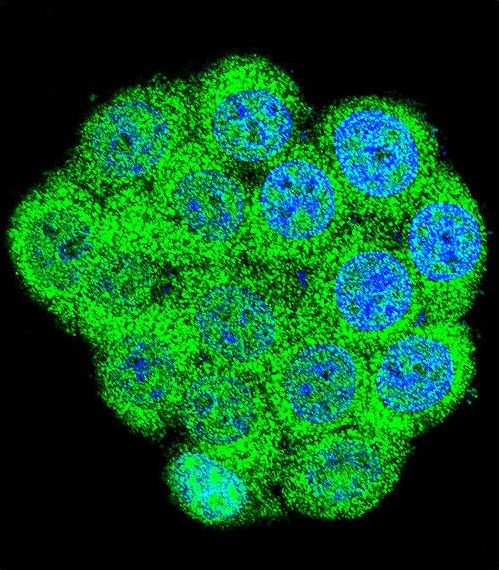 GAL / Galanin Antibody - Confocal immunofluorescence of GAL Antibody with 293 cell followed by Alexa Fluor 488-conjugated goat anti-rabbit lgG (green). DAPI was used to stain the cell nuclear (blue).