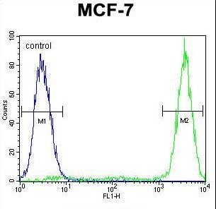 GALNS / Chondroitinase Antibody - GALNS Antibody flow cytometry of MCF-7 cells (right histogram) compared to a negative control cell (left histogram). FITC-conjugated goat-anti-rabbit secondary antibodies were used for the analysis.