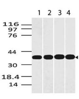 GAPDH Antibody - Fig-1: Western blot analysis of GAPDH. Anti-GAPDH antibody was used at 0.5 µg/ml on (1) Panc-1, (2) EL-4, (3) Jurkat and (4) HepG2 lysates.